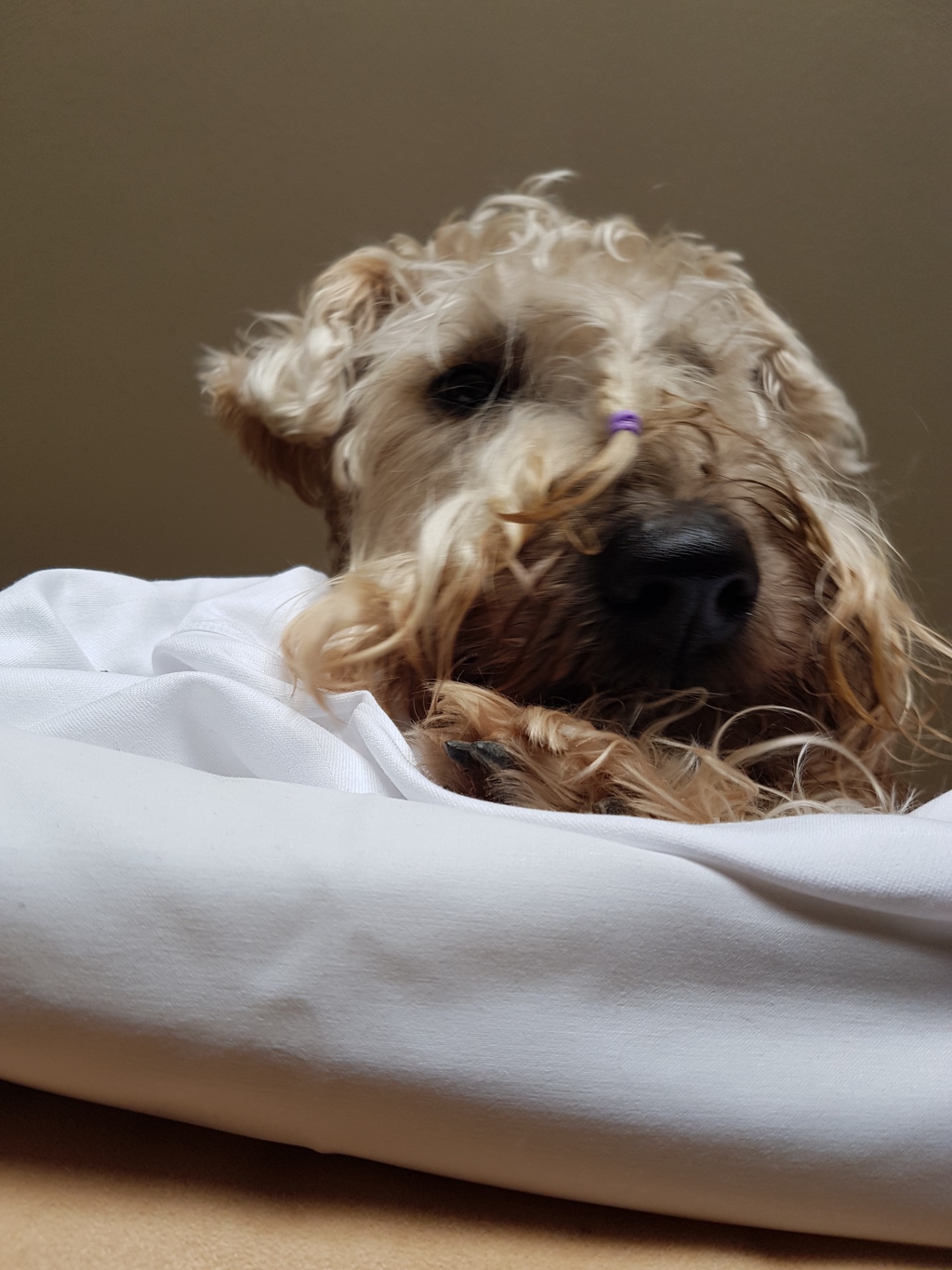 Wilja "elämäni koira" *3.12.2015- +27.9.2025