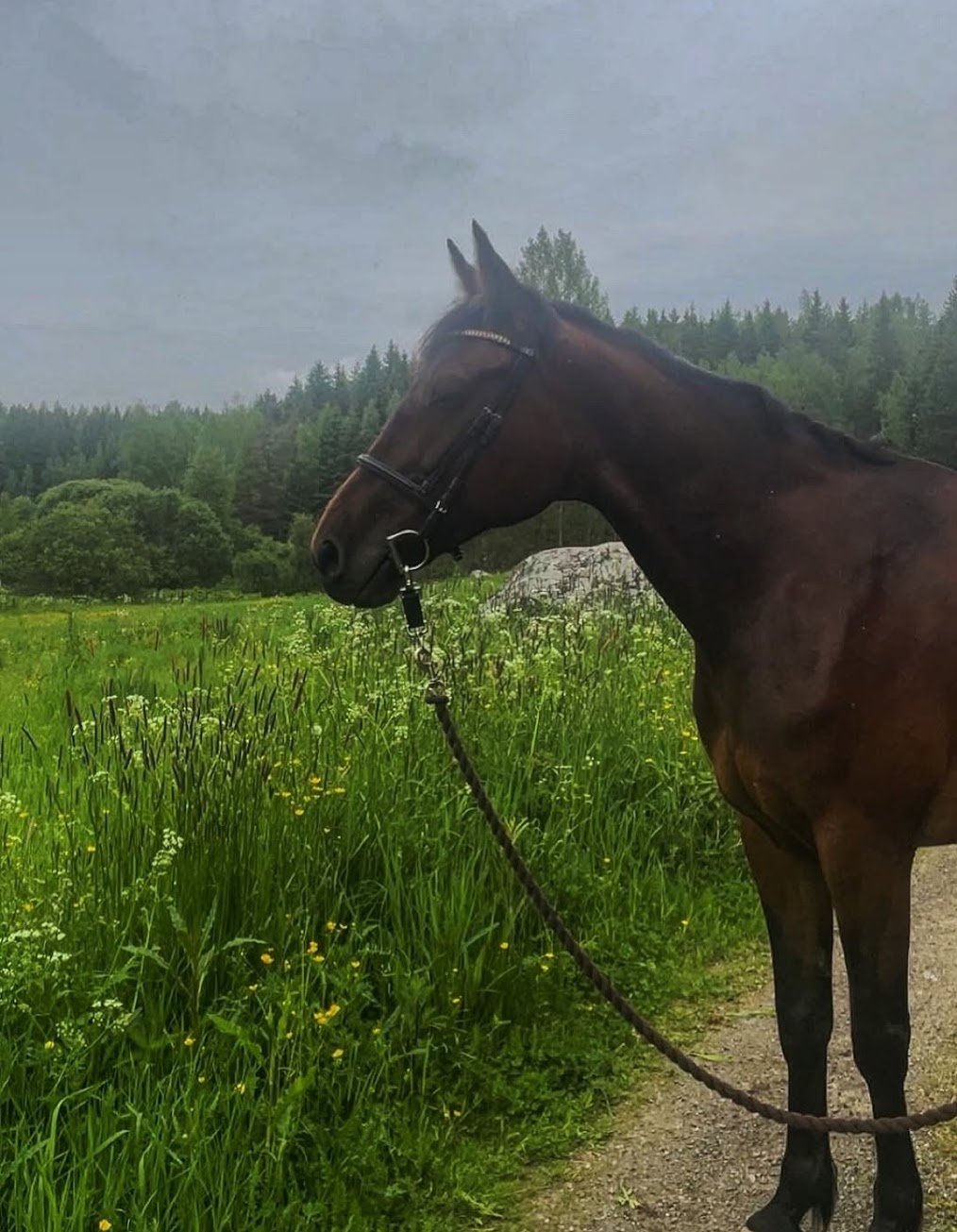 Lyyli kesämaastossa 2025