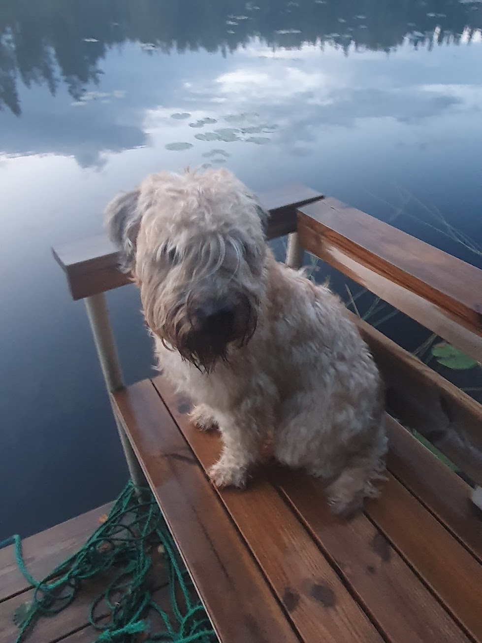 Nessie